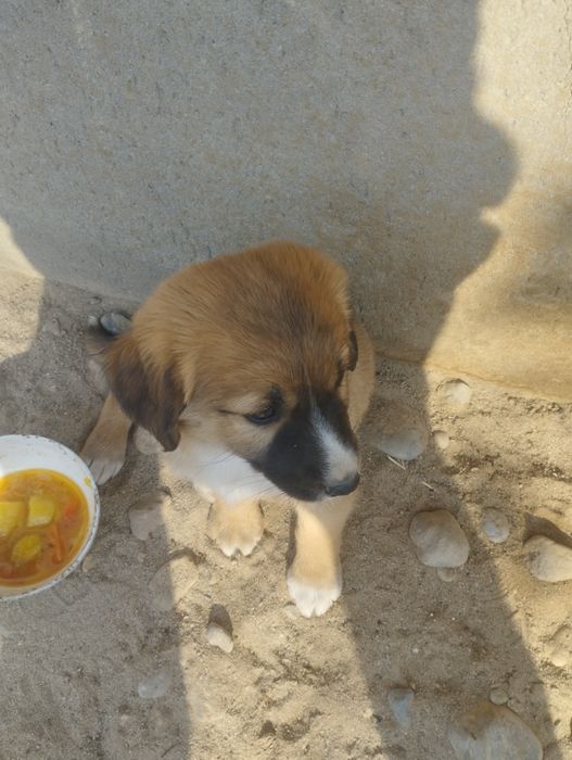 1 hafraga kafolat beradi