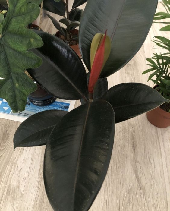 Отдам цветок даром