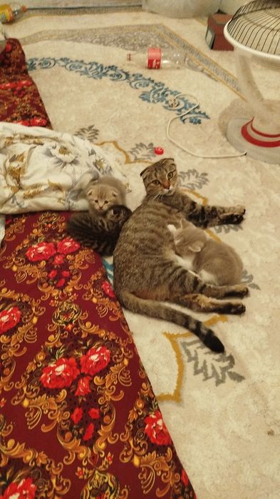 Шотландицкии тұқым мысық Тек Үлкені сатылады