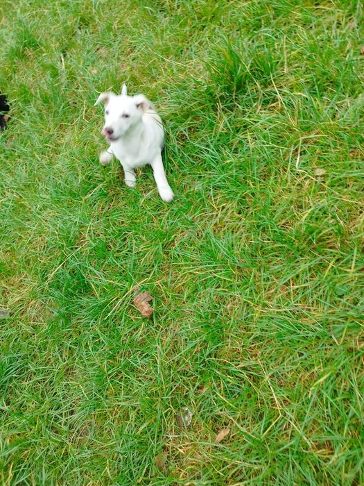 Animale spre adopție