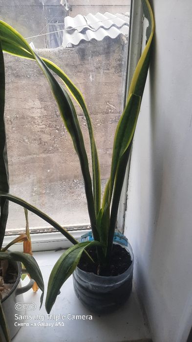 цветы гүлдер много выбора