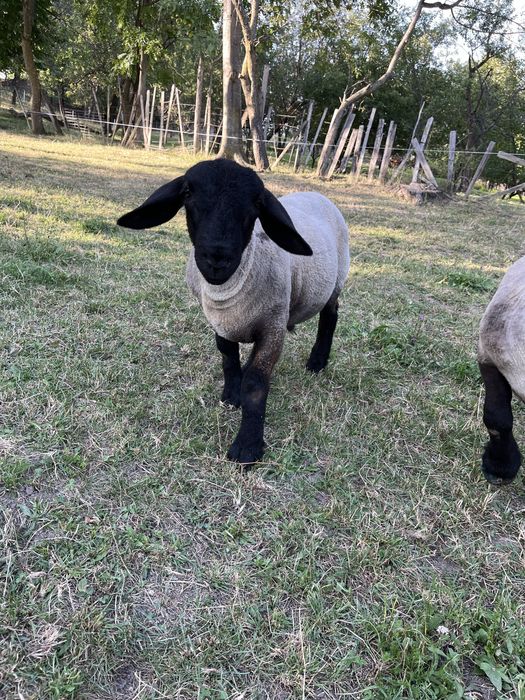 Miei si oi suffolk de vanzare
