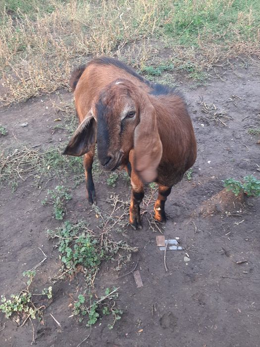 Vând țap sau la schimb