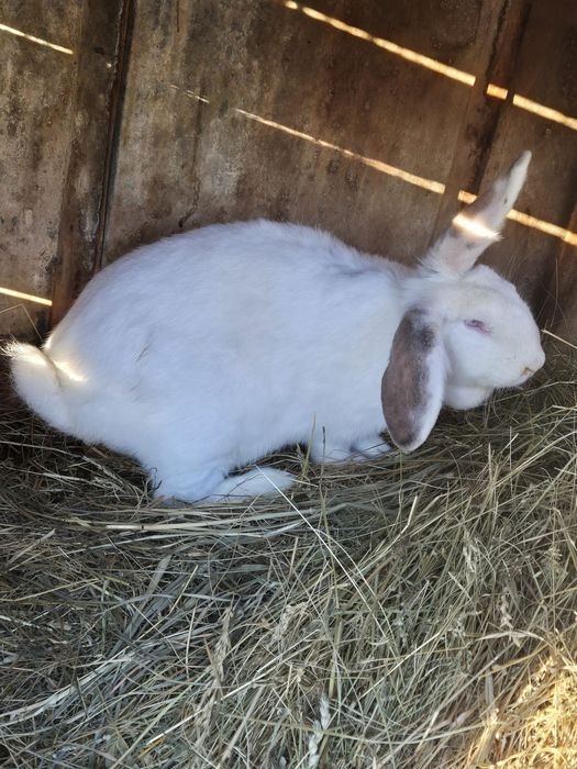 Vând iepuri pui și adulți