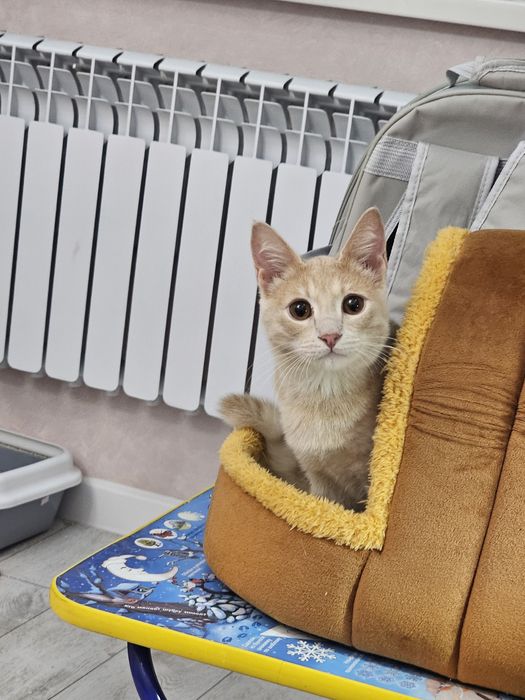 Котенка В добрые руки