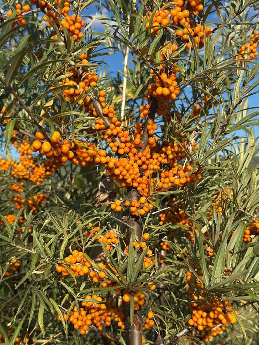 Cătină congelată de calitate superioară – Vânzare en-gros