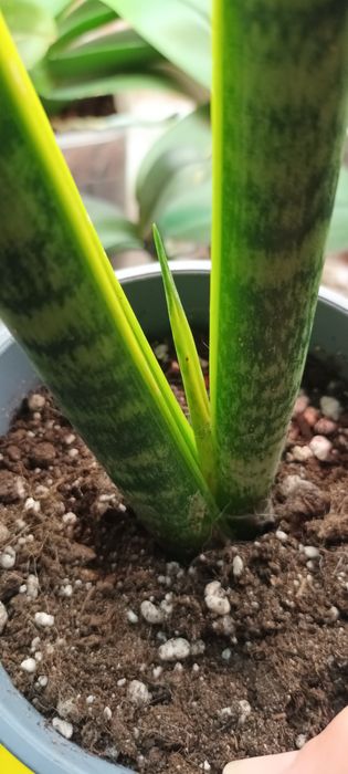 Тещин язык (Сансивьера)