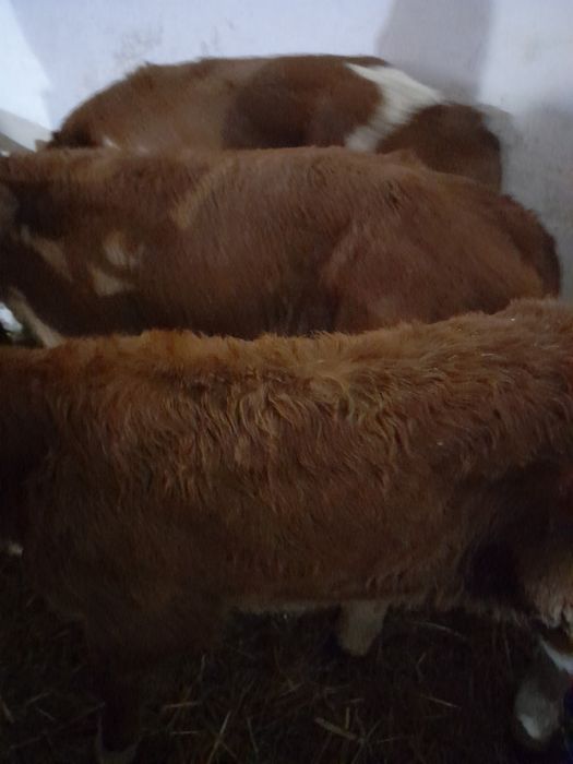 Taurasi si vitele baltate