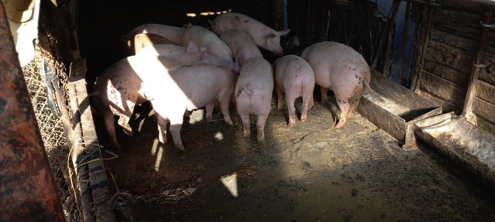 Прасета ОТ 40 ДО 60 КГ