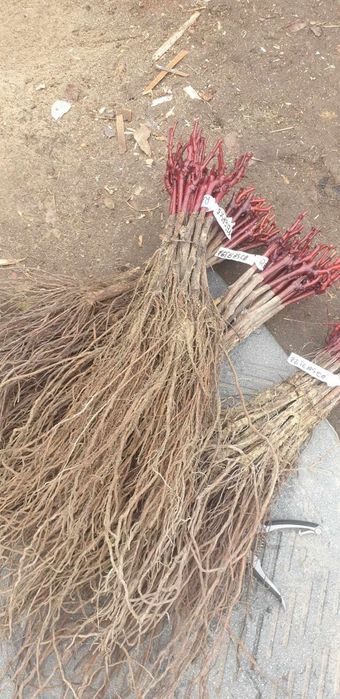 Vand sau schimb butasi vita de vie cu diverse