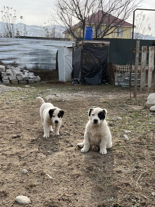 Сао алабай тобет