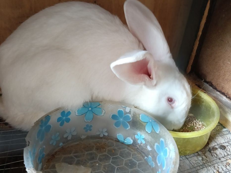 Продаются домашние кролики