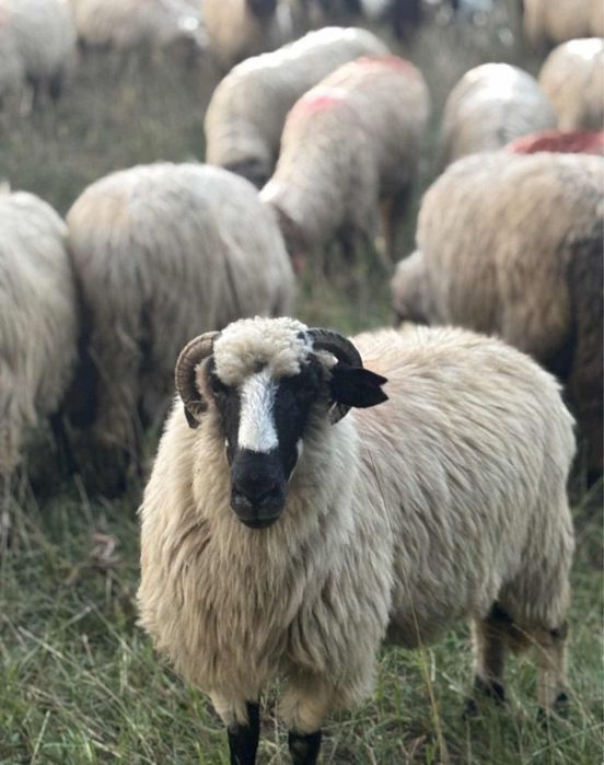 oi de vanzare mai multe detalii la telefon