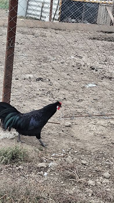 Vindem Rate macanitoare tinere din primavara , cocoși