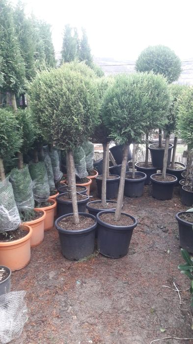 Vând tuia smarald columna braband lelandy spirale pon pon