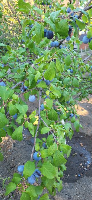 Заморженная слива