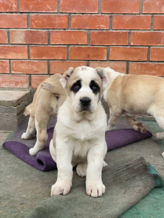 Алабай  щеночки  чистокровные