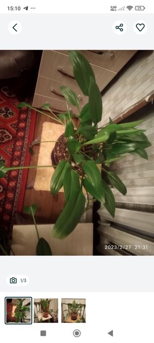 Комнатные растения