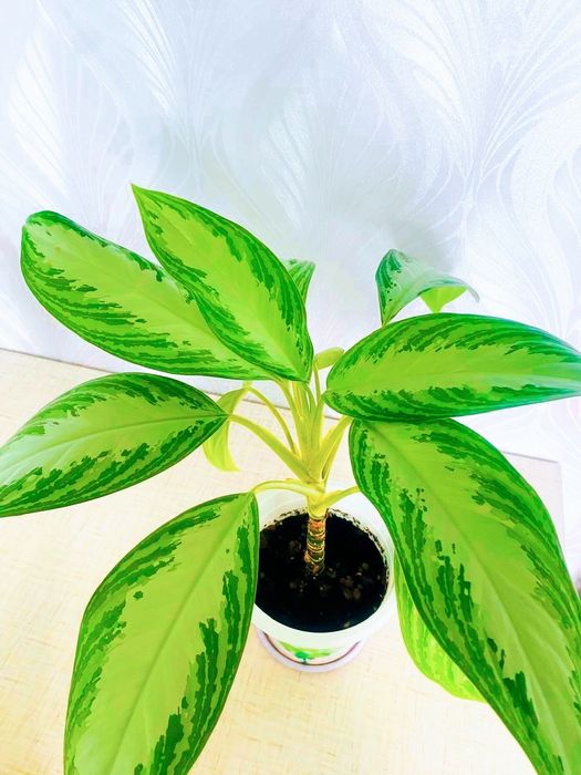 Продам комнатные цветы