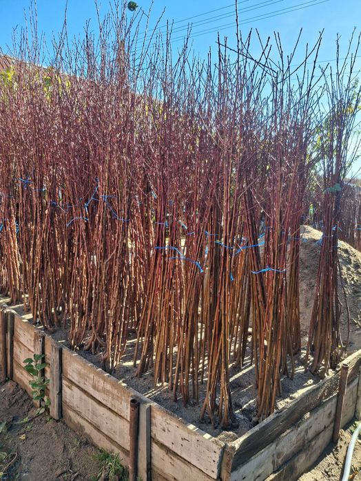 Pomi fructiferi altoiti