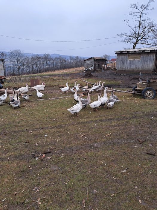 Vând gâștele rasă de carne