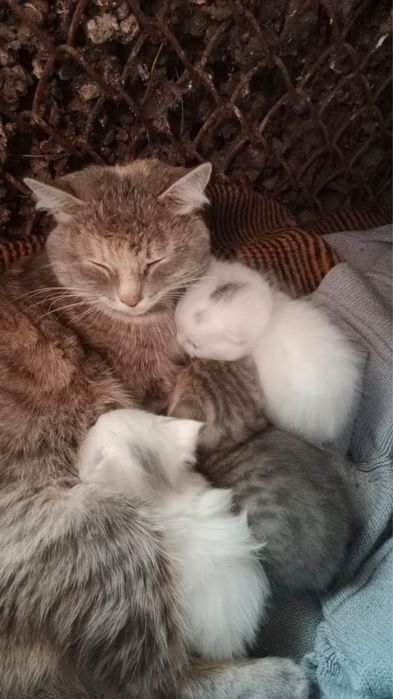 Отдам котят в хорошие и заботливые руки