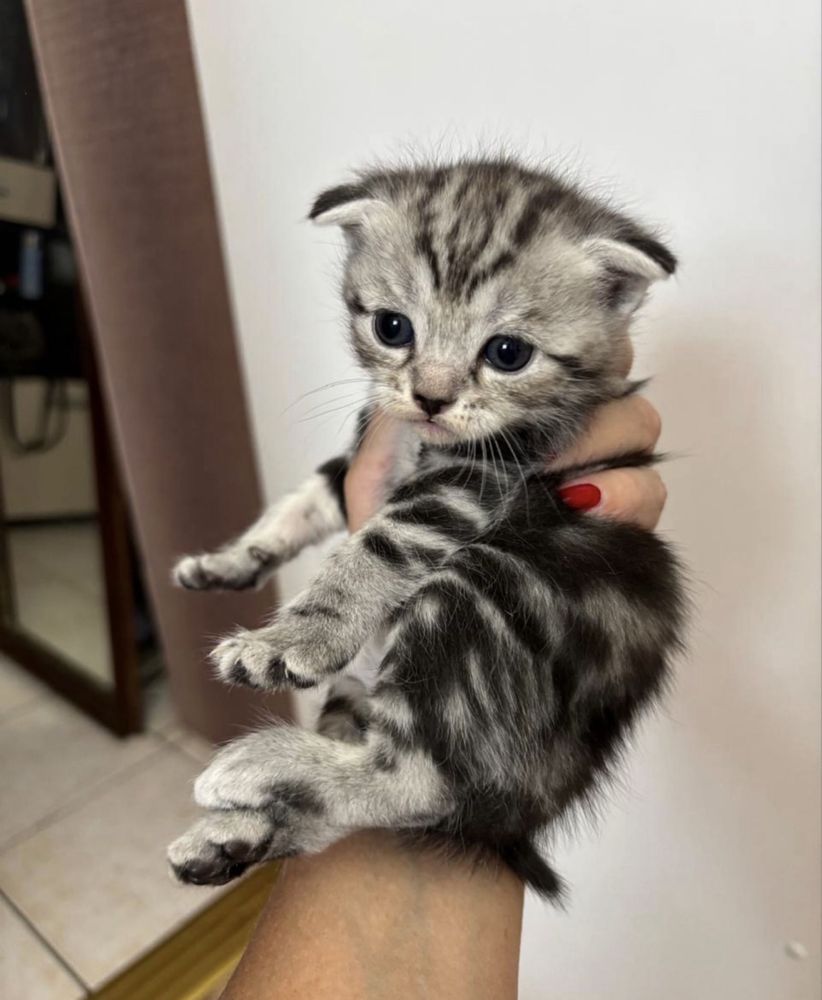Скоттиш фолд котят продам.