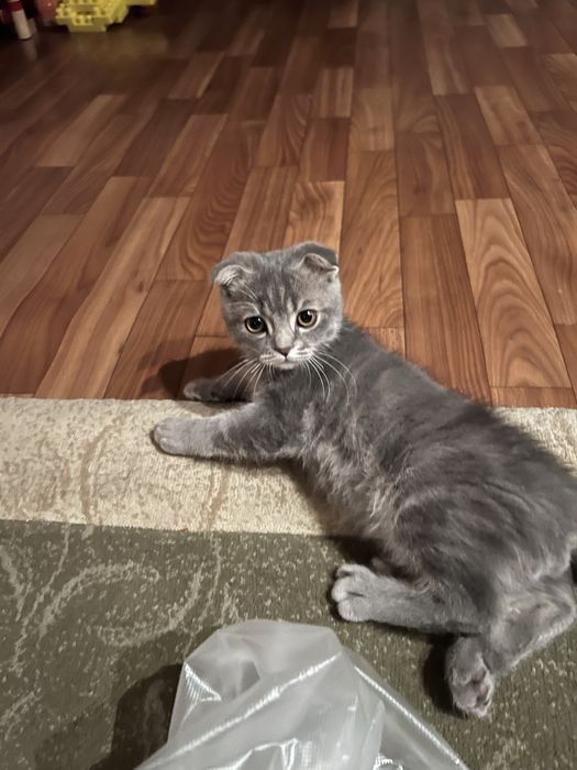 Шотланский мысық