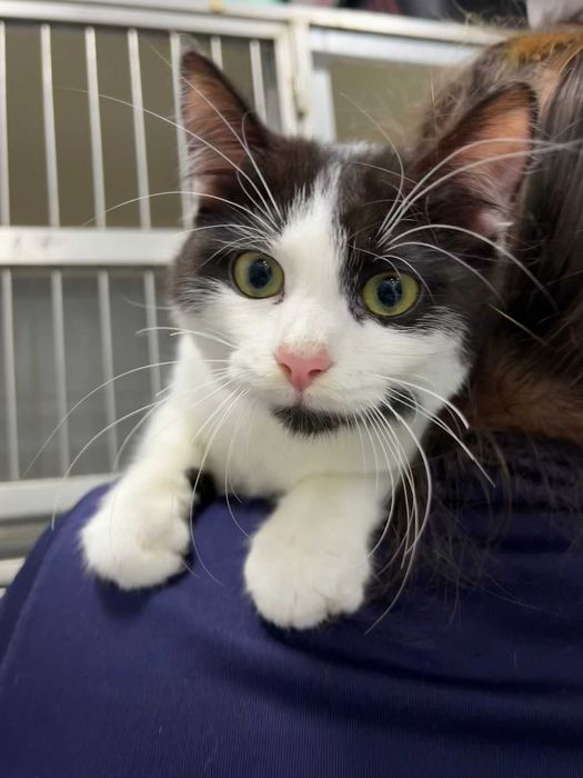 Подарявам мъжко коте