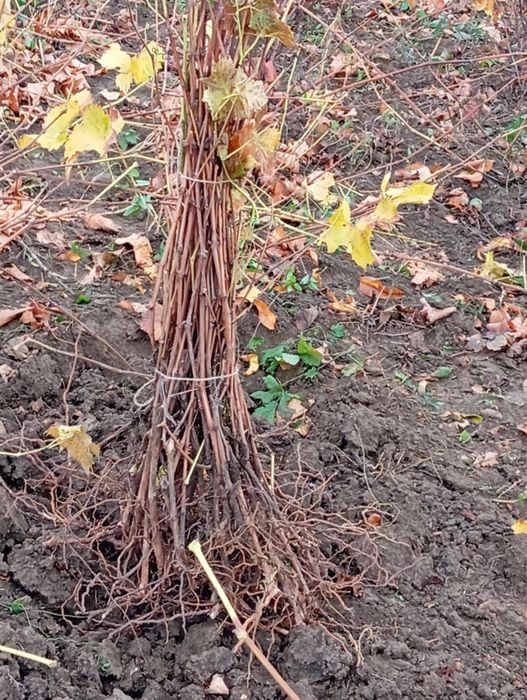 Butaşi de viță de vie Otelo (2 ani) si zmeura Fertödi Zamatos.