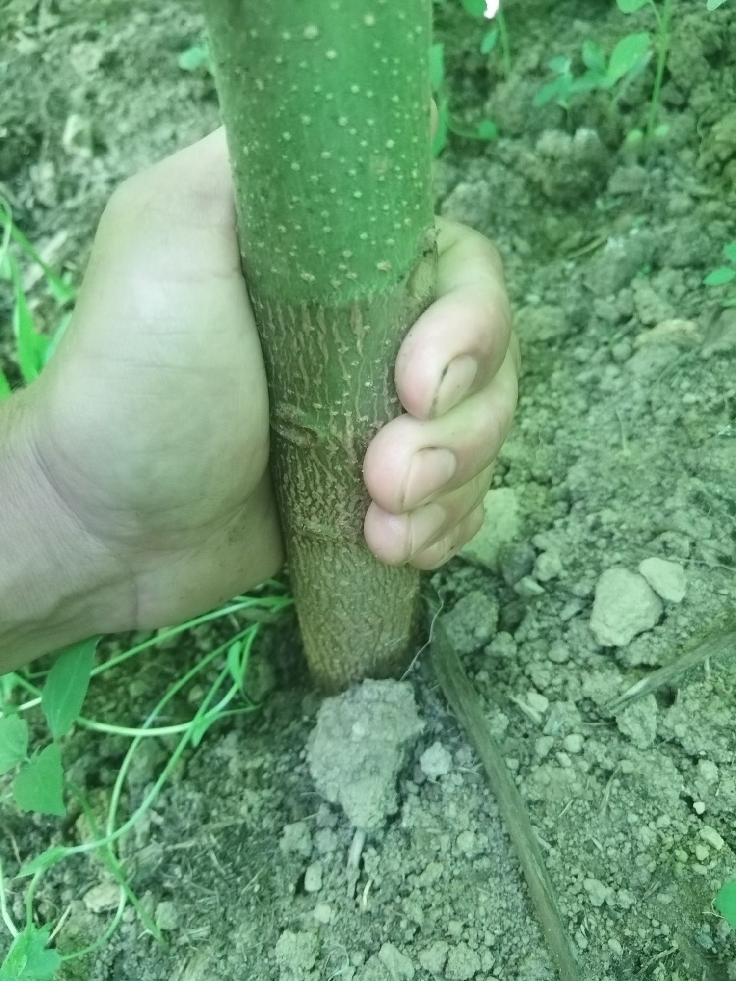 Mega !Butasi Paulownia