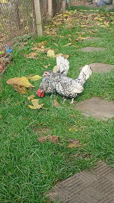 Сребърен зибрайт кокошки и петленца