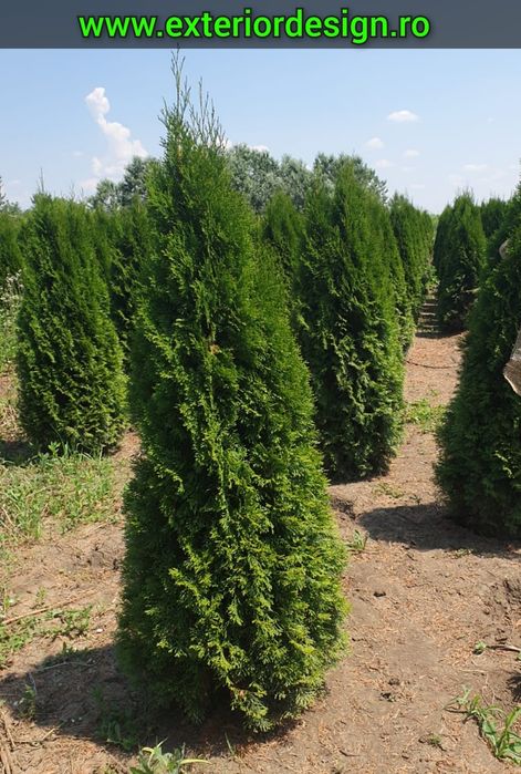 Tuia smaragd extra calitate direct din pepeniera, Plante ornamentale