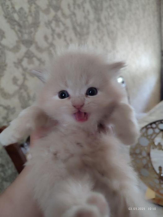 Assal Mushuklar  shatlanskiy. Asil zotlik