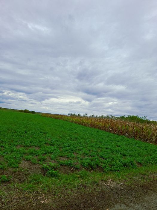 Teren intravila traian