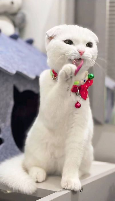 Oliy zotli mushuk sotiladi