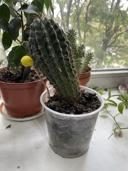 Зебрина и другие комнатные цветы