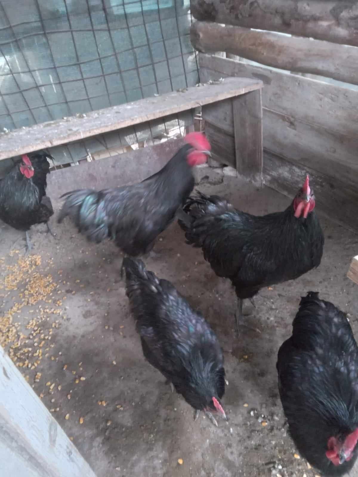 Cocosi tineri rasa Australorp