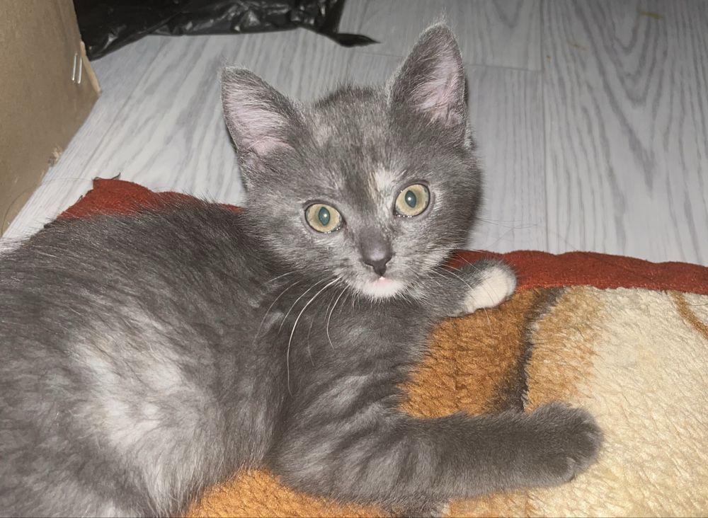 котенок 3 месяца девочка