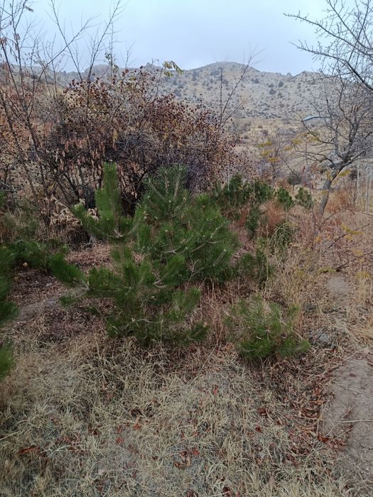 Крим арча кучатлари сотилади, 75 - см до 3 метргача, арчалар табиий