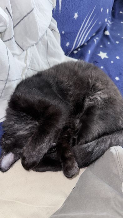 Ofer spre adoptie o pisicuta neagra adorabila