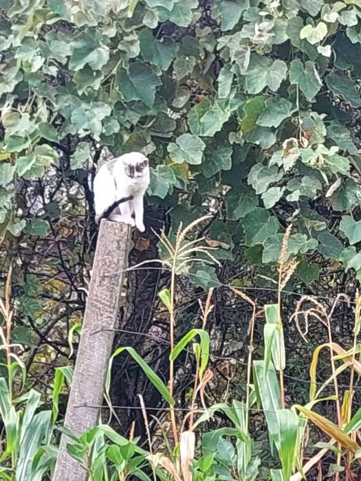 Donez pisica de 4 luni. Cuminte și frumoasa. Trăiește și în natura și
