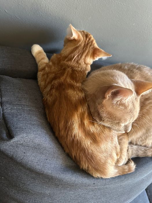 Котета родени на 01.07 си търсят дом!