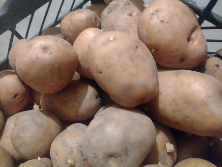 Жълти картофи  за семе .
