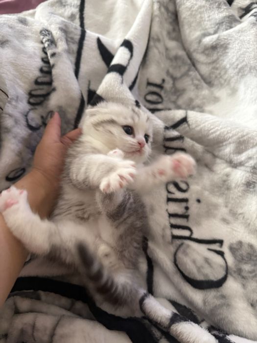 Котенок мальчик породы фолд