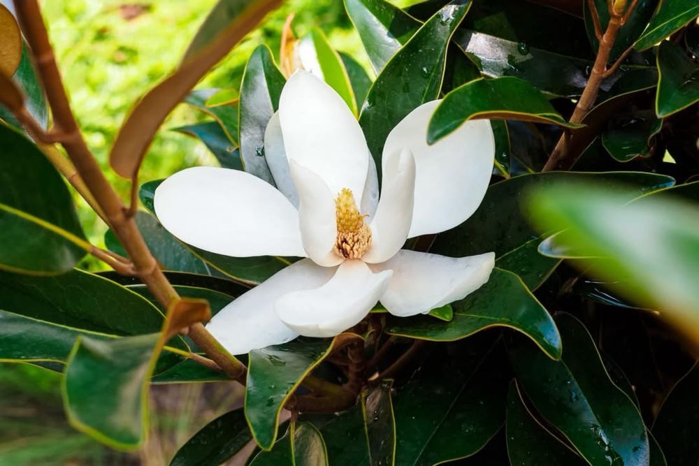 Magnolia Grandiflora 1.2-1.4m