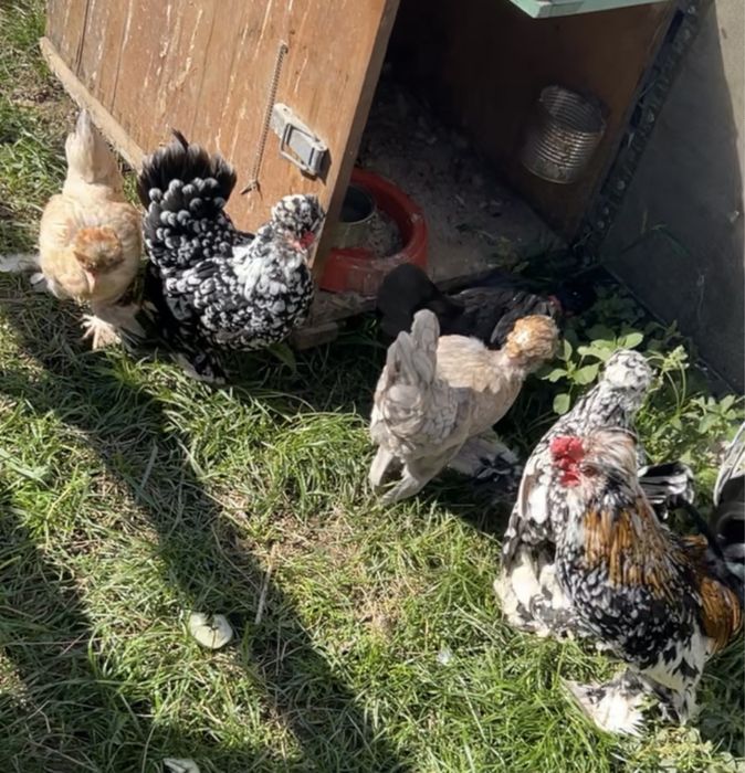 Vand oua de gaini pitice struma bantam si perechi de gaini pitice