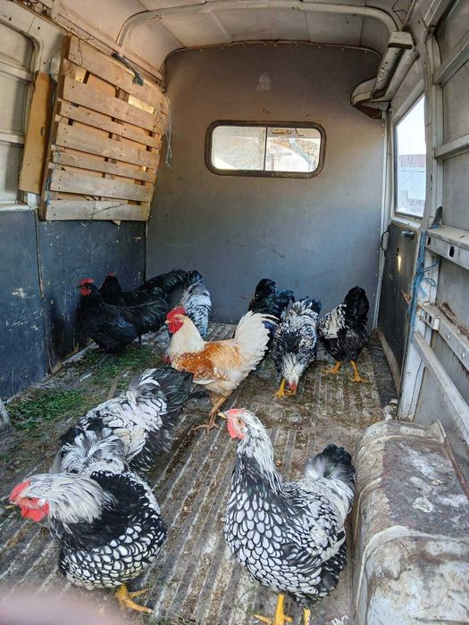 Продавам пронесли млади ярки и кокошки Ломан браун