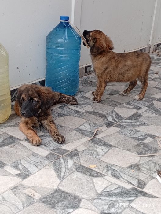 Подарявам  кученца, родени на 03.08.2025. Търсят добър дом!