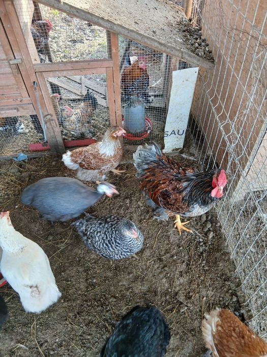 Gaini wiandote pereche /schimb